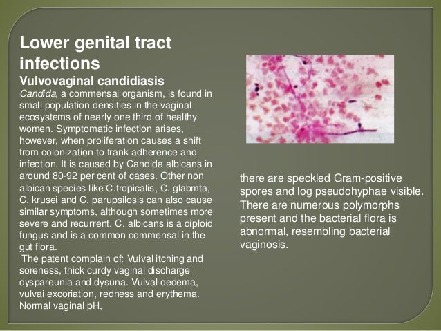 Genital Tumblr