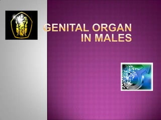 Genital organ in males 