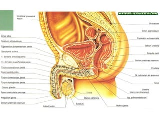 Genital sistem