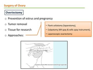 Genital surgeries in farm veterinary animals.pdf