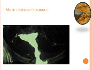 MOTH EATEN APPEARANCE
 
