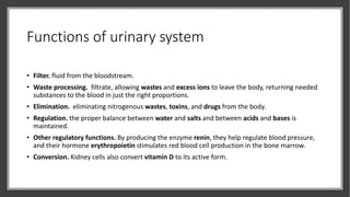 Functions of urinary system
• Filter. fluid from the bloodstream.
• Waste processing. filtrate, allowing wastes and excess ions to leave the body, returning needed
substances to the blood in just the right proportions.
• Elimination. eliminating nitrogenous wastes, toxins, and drugs from the body.
• Regulation. the proper balance between water and salts and between acids and bases is
maintained.
• Other regulatory functions. By producing the enzyme renin, they help regulate blood pressure,
and their hormone erythropoietin stimulates red blood cell production in the bone marrow.
• Conversion. Kidney cells also convert vitamin D to its active form.
 