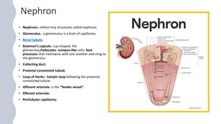Nephron
• Nephrons. million tiny structures called nephrons
• Glomerulus. a glomerulus is a knot of capillaries.
• Renal tubule.
• Bowman’s capsule. cup-shaped, the
glomerulus,Podocytes- octopus-like cells- foot
processes that intertwine with one another and cling to
the glomerulus.
• Collecting duct.
• Proximal convoluted tubule.
• Loop of Henle.- hairpin loop following the proximal
convoluted tubule.
• Afferent arteriole. is the “feeder vessel”.
• Efferent arteriole.
• Peritubular capillaries.
 