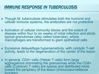 IMMUNE RESPONSE IN TUBERCULOSIS
 Though M. tuberculosis stimulates both the humoral and
cellular immune systems, the antibodies are not protective
 Activation of cellular immunity blocks and the extent of
disease within four to six weeks of initial infection and elicits
typical granulomas (also called tubercles), where
macrophages are transformed to giant epithelioid cells
 Excessive delayedtype hypersensitivity. with cytolytic T-cell
activity, leads to the degeneration of the center of the lesion
 In general, CD4+ cells (Helper T cells) form large
aggregations dominating the granulomas while the CD8+
cells (Cytotoxic T cells) are sparse and distributed more
toward the periphery of the lesion (immunosurveillance
 
