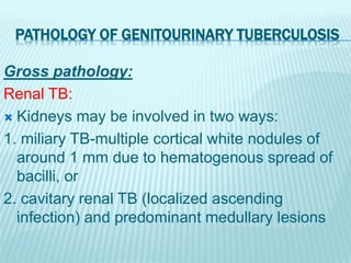 PATHOLOGY OF GENITOURINARY TUBERCULOSIS
Gross pathology:
Renal TB:
 Kidneys may be involved in two ways:
1. miliary TB-multiple cortical white nodules of
around 1 mm due to hematogenous spread of
bacilli, or
2. cavitary renal TB (localized ascending
infection) and predominant medullary lesions
 