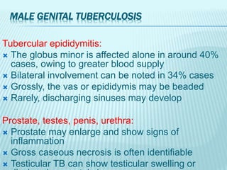 MALE GENITAL TUBERCULOSIS
Tubercular epididymitis:
 The globus minor is affected alone in around 40%
cases, owing to greater blood supply
 Bilateral involvement can be noted in 34% cases
 Grossly, the vas or epididymis may be beaded
 Rarely, discharging sinuses may develop
Prostate, testes, penis, urethra:
 Prostate may enlarge and show signs of
inflammation
 Gross caseous necrosis is often identifiable
 Testicular TB can show testicular swelling or
 
