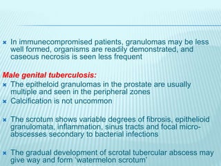  In immunecompromised patients, granulomas may be less
well formed, organisms are readily demonstrated, and
caseous necrosis is seen less frequent
Male genital tuberculosis:
 The epitheloid granulomas in the prostate are usually
multiple and seen in the peripheral zones
 Calcification is not uncommon
 The scrotum shows variable degrees of fibrosis, epithelioid
granulomata, inflammation, sinus tracts and focal micro-
abscesses secondary to bacterial infections
 The gradual development of scrotal tubercular abscess may
give way and form ‘watermelon scrotum’
 
