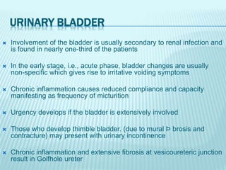 URINARY BLADDER
 Involvement of the bladder is usually secondary to renal infection and
is found in nearly one-third of the patients
 In the early stage, i.e., acute phase, bladder changes are usually
non-specific which gives rise to irritative voiding symptoms
 Chronic inflammation causes reduced compliance and capacity
manifesting as frequency of micturition
 Urgency develops if the bladder is extensively involved
 Those who develop thimble bladder. (due to mural Þ brosis and
contracture) may present with urinary incontinence
 Chronic inflammation and extensive fibrosis at vesicoureteric junction
result in Golfhole ureter
 