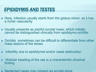 EPIDIDYMIS AND TESTES
 Here, infection usually starts from the globus minor, as it has
a richer vascularity
 Usually presents as painful scrotal mass, which initially
cannot be distinguished clinically from epididymo-orchitis
 Orchitis sometimes can be difficult to differentiate from other
mass lesions of the testes
 Infertility due to epididymal and/or vasal obstruction
 Nodular beading of the vas is a characteristic physical
finding
 