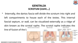 Scrotal Ridge genitouni-hhvghhjjjjhbhggchhhhnbff3.pptx