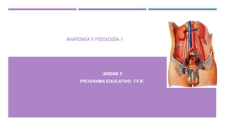 ANATOMÍA Y FISIOLOGÍA 1
UNIDAD 5
PROGRAMA EDUCATIVO: T.F.R.
 