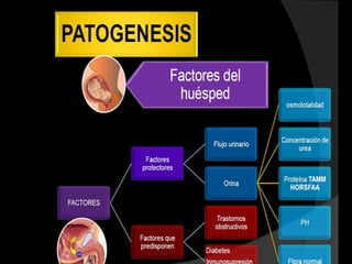combinando la fisiología de un microorganismo dado y el ADN
    de otro distinto, la inmunidad puede ser creada contra
enfermedades que tengan complicados procesos de infección.
 