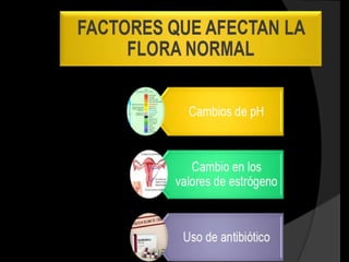 Via oral




     Via                      Via
intradermica              subcutanea




         Via intramuscular
 