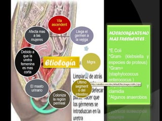 (AgSHB)




   Saccharomyces
     cerevisiae
 