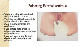 Palpating Exteral genitalia
⚫ Spread the labia with one hand
and palpate with the other.
⚫ The Labia should feel soft and the
patient shoudn’t feel any pain.
▪ Note swelling,hardness, and
tenderness.
▪ If you detect mass or lesion,
palpate it to determine size,shape,
and consistency.
▪ If you can palpate the Bartholin
glands, which normally aren’t
palpable
 