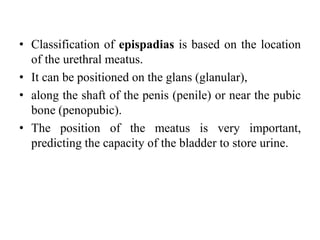 • Classification of epispadias is based on the location
of the urethral meatus.
• It can be positioned on the glans (glanular),
• along the shaft of the penis (penile) or near the pubic
bone (penopubic).
• The position of the meatus is very important,
predicting the capacity of the bladder to store urine.
 