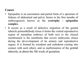 Causes
• Epispadias is an uncommon and partial form of a spectrum of
failures of abdominal and pelvic fusion in the first months of
embryogenesis known as the exstrophy - epispadias
complex.
• It occurs as a result of defective migration of the genital
tubercle primordii(body tissue it forms the ventral reproductive
region of mamalian embroys of both sex) to the cloacal
membrane(it is the membrane that covers embryonic cloaca
during the devevelopment of he urinary and reproductive
organs. It is formed by ectoderm and endoderm coming into
contact with each other), and so malformation of the genital
tubercle, at about the 5th week of gestation
 