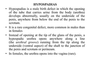 HYPOSPADIAS
• Hypospadias is a male birth defect in which the opening
of the tube that carries urine from the body (urethra)
develops abnormally, usually on the underside of the
penis, anywhere from below the end of the penis to the
scrotum.
• It is a rare congenital defect, more common in males than
in females
• Instead of opening at the tip of the glans of the penis, a
hypospadic urethra opens anywhere along a line
(the urethral groove) running from the tip along the
underside (ventral aspect) of the shaft to the junction of
the penis and scrotum or perineum.
• In females, the urethra opens into the vagina (rare).
 