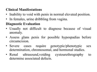 Clinical Manifestations
• Inability to void with penis in normal elevated position.
• In females, urine dribbling from vagina.
Diagnostic Evaluation
• Usually not difficult to diagnose because of visual
anomaly.
• Assess glans penis for possible hypospadias before
circumcision.
• Severe cases require genotypic/phenotypic sex
determination, chromosomal, and hormonal studies.
• Renal ultrasound,voiding cystourethrography to
determine associated defects.
 