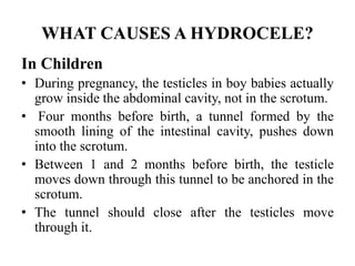 WHAT CAUSES A HYDROCELE?
In Children
• During pregnancy, the testicles in boy babies actually
grow inside the abdominal cavity, not in the scrotum.
• Four months before birth, a tunnel formed by the
smooth lining of the intestinal cavity, pushes down
into the scrotum.
• Between 1 and 2 months before birth, the testicle
moves down through this tunnel to be anchored in the
scrotum.
• The tunnel should close after the testicles move
through it.
 