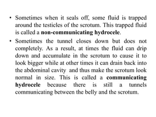 • Sometimes when it seals off, some fluid is trapped
around the testicles of the scrotum. This trapped fluid
is called a non-communicating hydrocele.
• Sometimes the tunnel closes down but does not
completely. As a result, at times the fluid can drip
down and accumulate in the scrotum to cause it to
look bigger while at other times it can drain back into
the abdominal cavity and thus make the scrotum look
normal in size. This is called a communicating
hydrocele because there is still a tunnels
communicating between the belly and the scrotum.
 