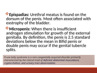 Embryology of the Genitourinary system with Radiological Correlation | PPT
