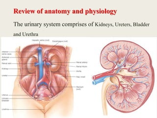 Review of anatomy and physiology
The urinary system comprises of Kidneys, Ureters, Bladder
and Urethra
2
 
