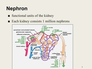 ■ functional units of the kidney
■ Each kidney consists 1 million nephrons
3
Nephron
 
