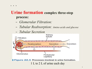 . . .
Urine formation complex three-step
process:
– Glomerular Filtration:
– Tubular Reabsorption: Amino acids and glucose
– Tubular Secretion
4
1 L to 2 L of urine each day
 