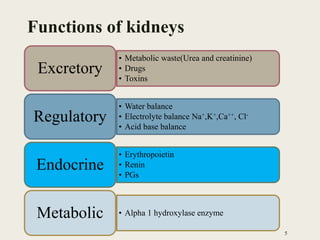 Functions of kidneys
5
• Metabolic waste(Urea and creatinine)
• Drugs
• Toxins
Excretory
• Water balance
• Electrolyte balance Na+,K+,Ca++, Cl-
• Acid base balance
Regulatory
• Erythropoietin
• Renin
• PGs
Endocrine
• Alpha 1 hydroxylase enzymeMetabolic
 