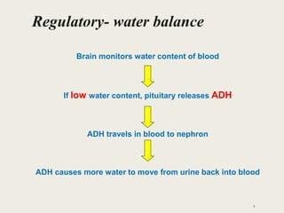 Regulatory- water balance
Brain monitors water content of blood
If low water content, pituitary releases ADH
ADH travels in blood to nephron
ADH causes more water to move from urine back into blood
7
 