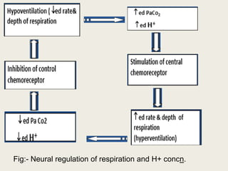 Fig:- Neural regulation of respiration and H+ concn.
 
