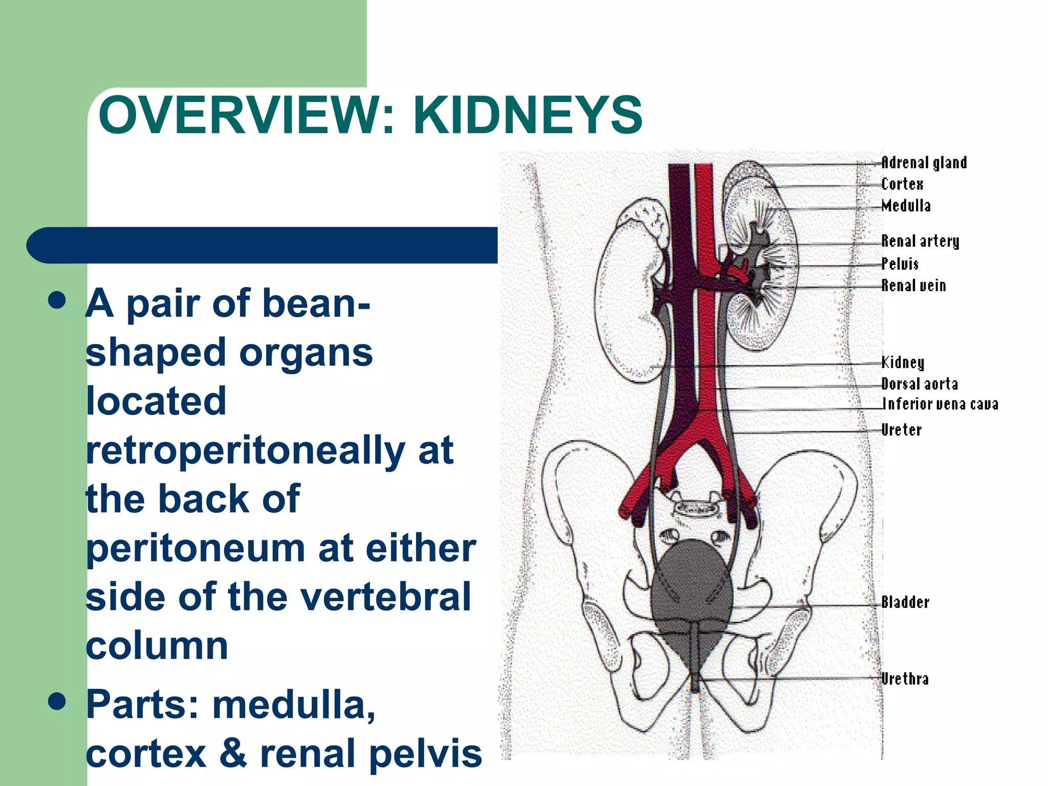 OVERVIEW: KIDNEYS A pair of bean-shaped organs located retroperitoneally at the back of peritoneum at either side of the vertebral column Parts: medulla, cortex & renal pelvis 