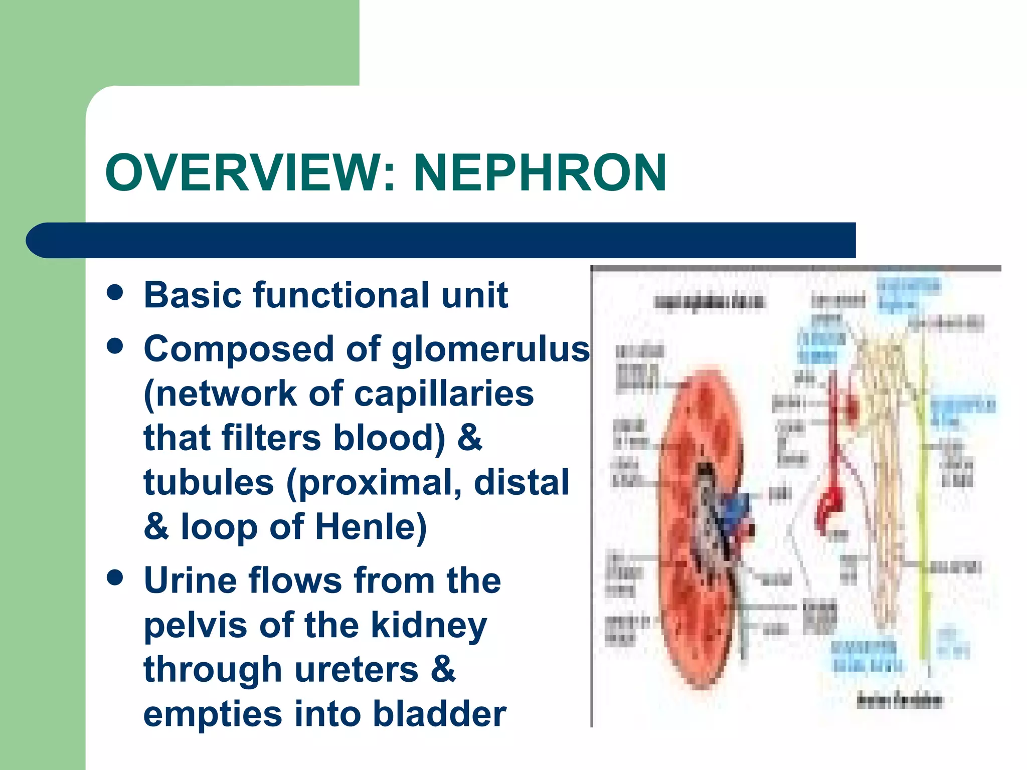 OVERVIEW: NEPHRON Basic functional unit Composed of glomerulus (network of capillaries that filters blood) & tubules (proximal, distal & loop of Henle) Urine flows from the pelvis of the kidney through ureters & empties into bladder 