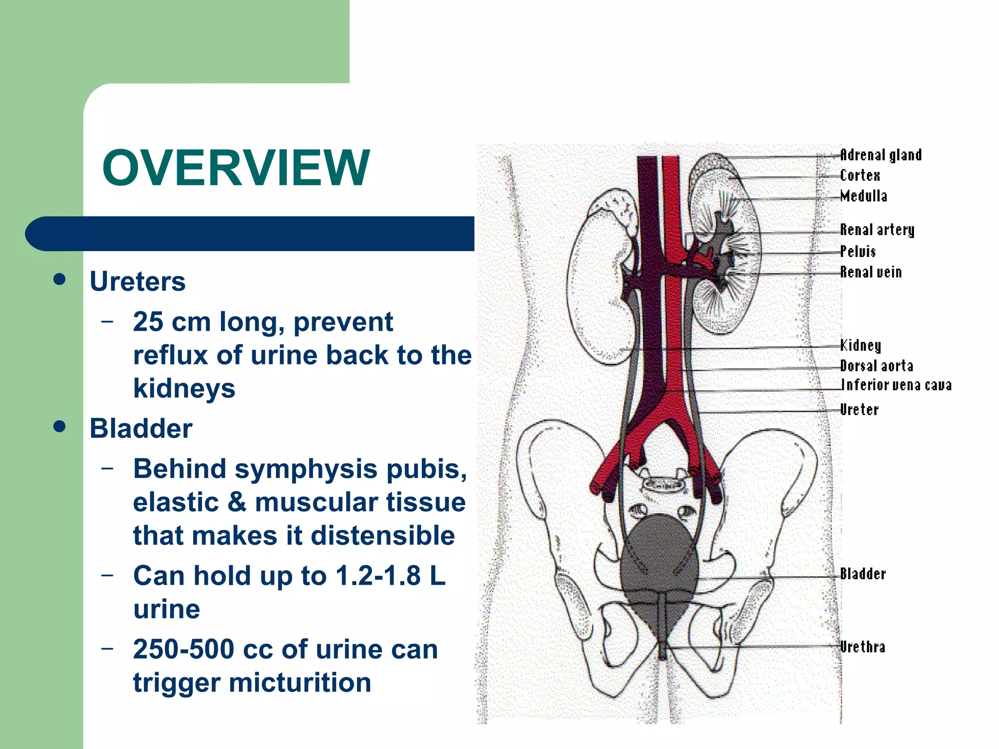 OVERVIEW Ureters 25 cm long, prevent reflux of urine back to the kidneys Bladder Behind symphysis pubis, elastic & muscular tissue that makes it distensible Can hold up to 1.2-1.8 L urine 250-500 cc of urine can trigger micturition 