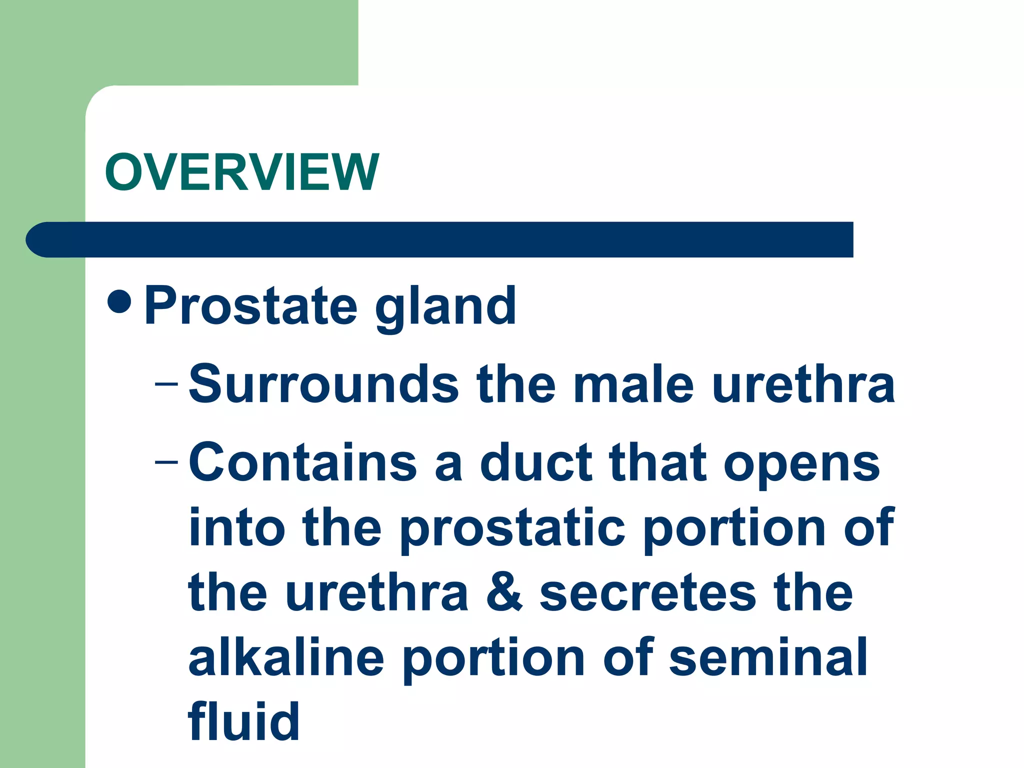 OVERVIEW Prostate gland Surrounds the male urethra Contains a duct that opens into the prostatic portion of the urethra & secretes the alkaline portion of seminal fluid 