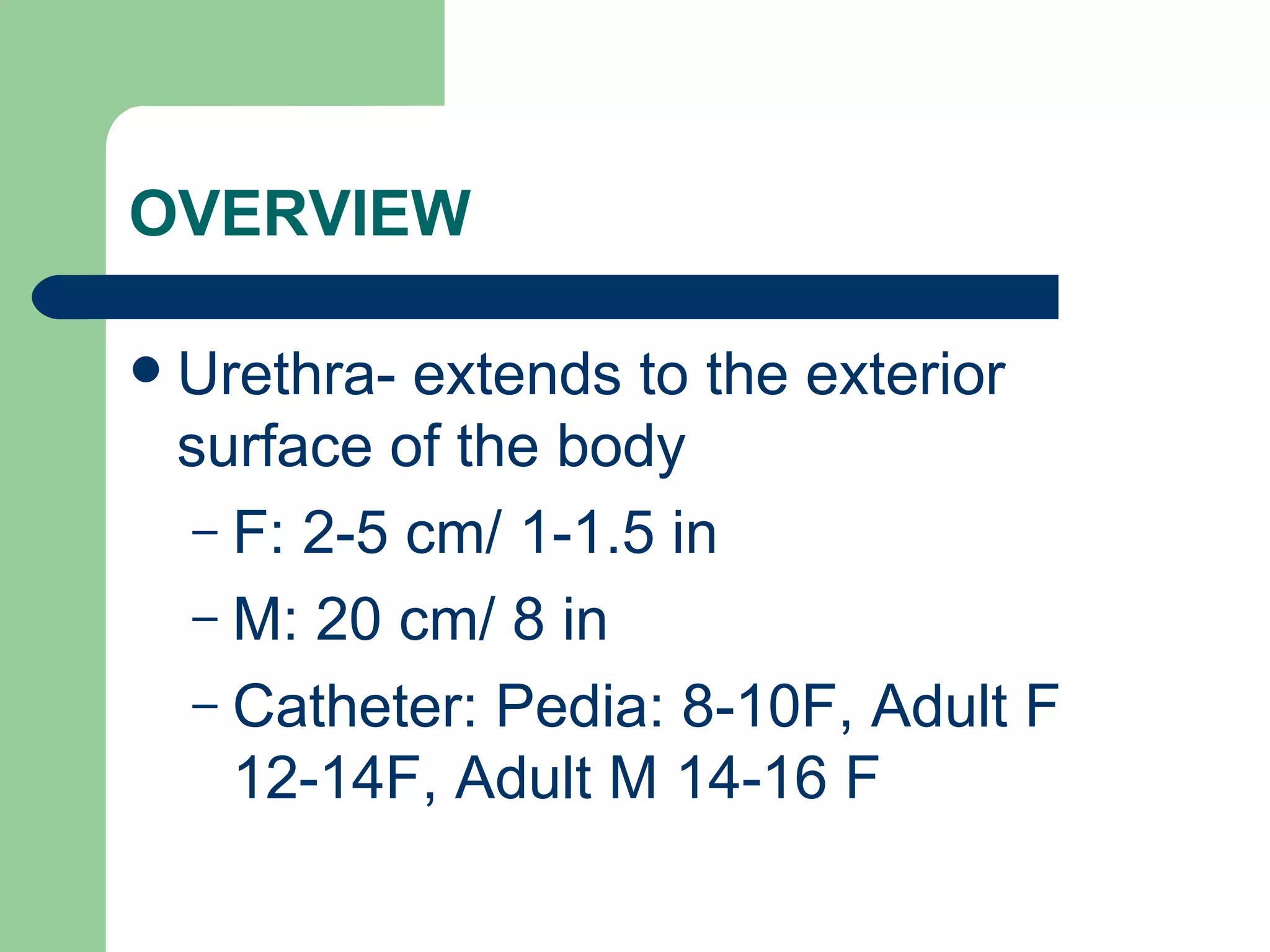 OVERVIEW Urethra- extends to the exterior surface of the body F: 2-5 cm/ 1-1.5 in M: 20 cm/ 8 in Catheter: Pedia: 8-10F, Adult F 12-14F, Adult M 14-16 F 