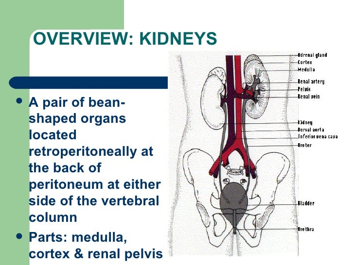 Genitourinary System