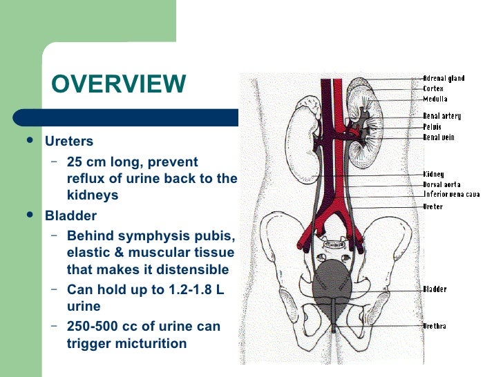 what organs are part of the gu system what organs are part of the gu system