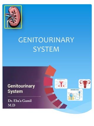GENITOURINARY
SYSTEM
 