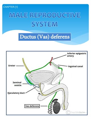 Genitory System Genitourinary system | PDF
