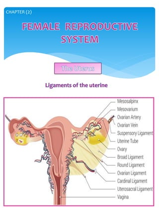 Genitory System Genitourinary system | PDF
