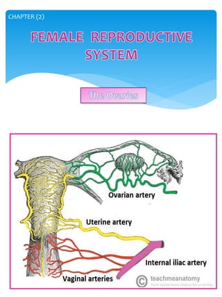 Genitory System Genitourinary system | PDF