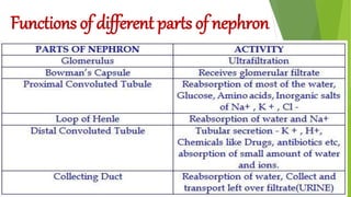 Functions of different parts of nephron
 