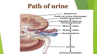 Path of urine
 