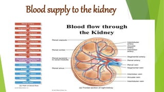 Blood supply to the kidney
 