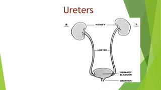 Ureters
 