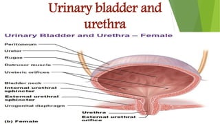 Urinary bladder and
urethra
 