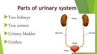 Parts of urinary system
Two kidneys
Two ureters
Urinary bladder
Urethra
 