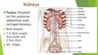 Kidneys
Position- Situated
on the posterior
abdominal wall,
retroperitoneally.
 Bean shaped
 7.5-10cm length,
5cm width and
2.5cm thick
 Wt- 150gm
 
